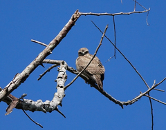 Buteo brachypterus