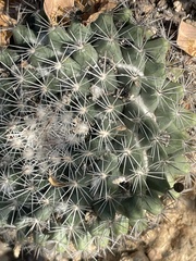Mammillaria petrophila