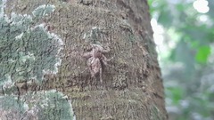 Phaeacius fimbriatus