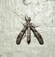 Lineodes interrupta