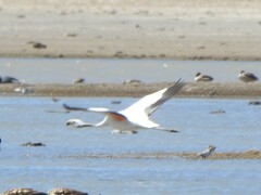 Phoenicoparrus andinus