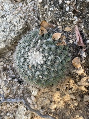Mammillaria petrophila