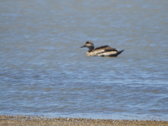 Lophonetta specularioides
