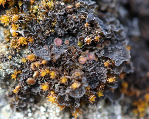 iNaturalist observation photo of Whiskered Jelly Lichen