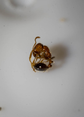 Solenopsis xyloni
