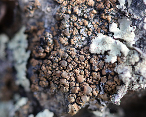 iNaturalist observation photo of Common Lichens