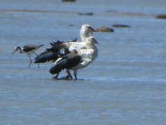 Oressochen melanopterus
