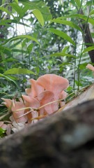 Fungi