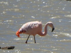 Phoenicopterus chilensis