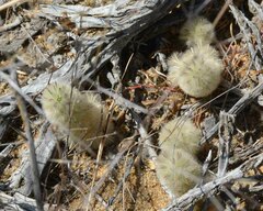 Ptilotus spathulatus