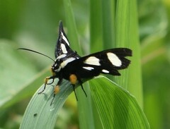 Alypia octomaculata