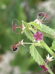 Ayenia peninsularis