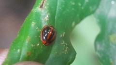 Coccinellidae