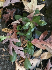 Ludwigia peploides glabrescens