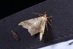 Macaria alternata
