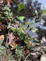 Ludwigia peploides glabrescens
