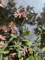 Ludwigia peploides glabrescens