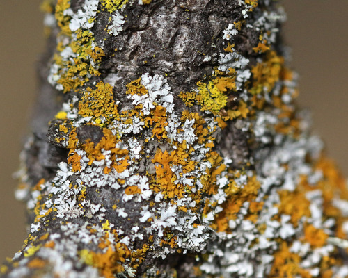 iNaturalist observation photo of Candleflame Lichens