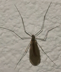 Tipulomorpha