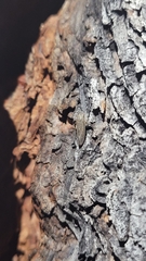 Graphocephala confluens