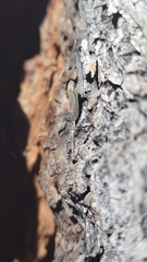 Graphocephala confluens