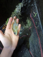 Lepomis gulosus