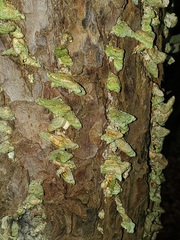 Trichaptum fuscoviolaceum