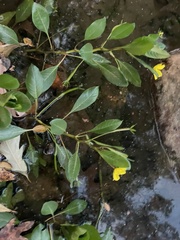 Ludwigia peploides glabrescens