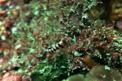 Notoclinops segmentatus
