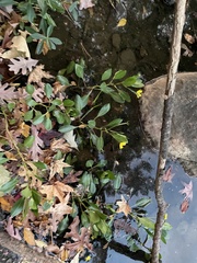 Ludwigia peploides glabrescens