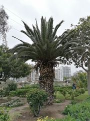 Phoenix canariensis