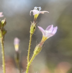 Gilia diegensis