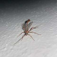 Enicospilus purgatus