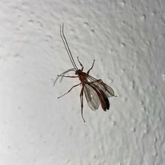 Enicospilus purgatus