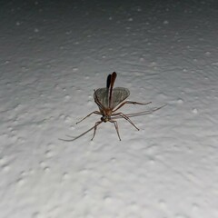 Enicospilus purgatus