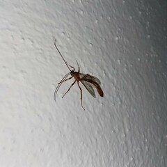 Enicospilus purgatus