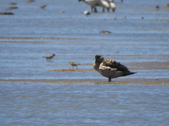 Lophonetta specularioides