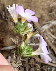 Leptosiphon grandiflorus