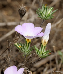 Leptosiphon grandiflorus