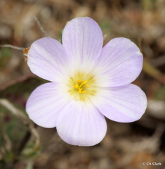 Leptosiphon grandiflorus