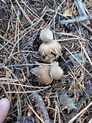 Geastrum hieronymi