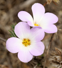 Leptosiphon grandiflorus