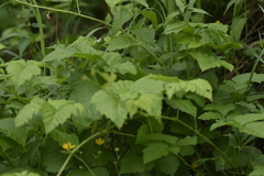 Rubus idaeus