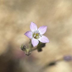 Gilia diegensis