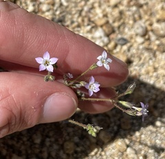Gilia diegensis