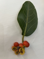 Ficus benghalensis