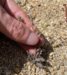 Gilia diegensis