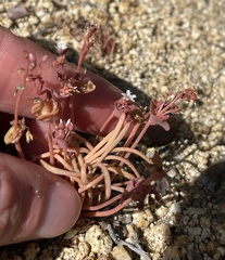 Claytonia parviflora viridis
