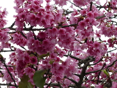 Prunus campanulata