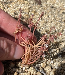 Claytonia parviflora viridis